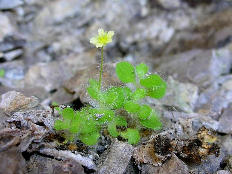 Saxifraga arachnoidea Sterub. / Sassifraga ragnatelosa